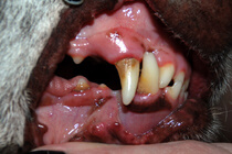Dental Grade 2 Photo